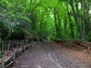 Fageda d'en Jordà. Olot. Maria Geli i Pilar Planagumà. Arxiu Imatges PTCBG