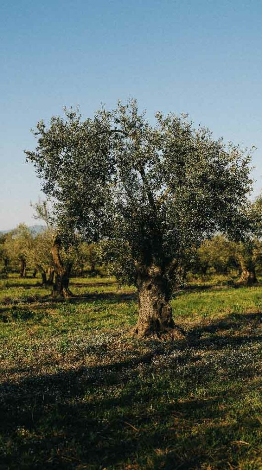 Oleoturisme Brugarol